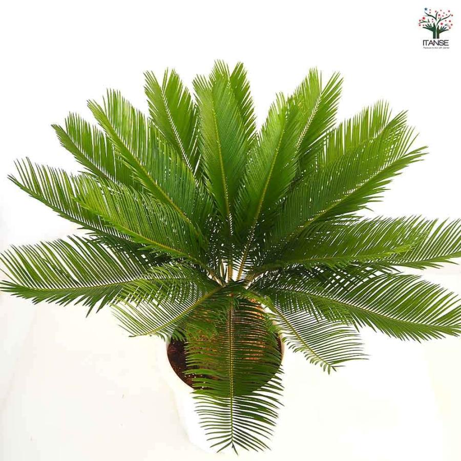 ソテツ 【観葉植物 10号／1個売り】 : shopooo by GMO - 通販 - Yahoo