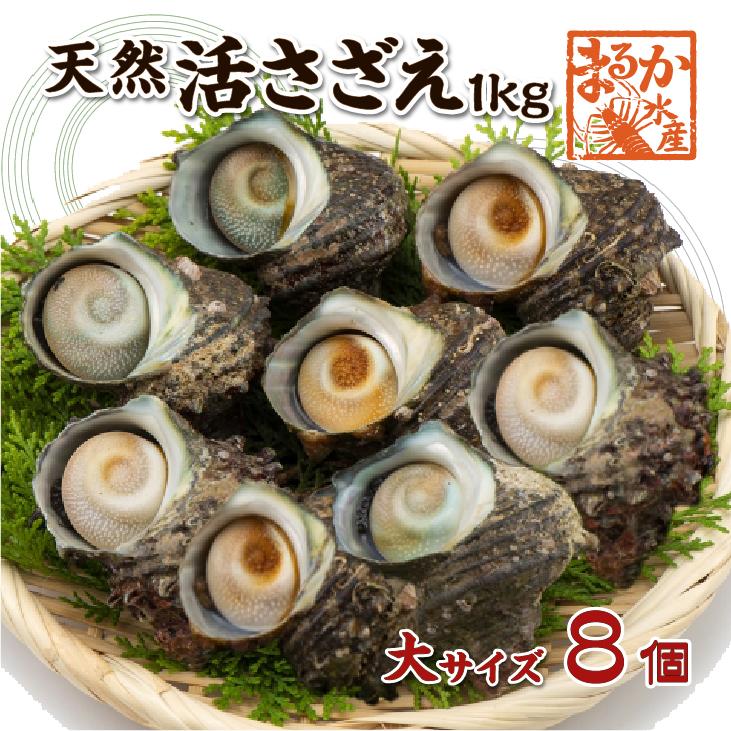 天然活 さざえ 大サイズ 1kg 8個 120〜150g [さざえ] : まるか水産