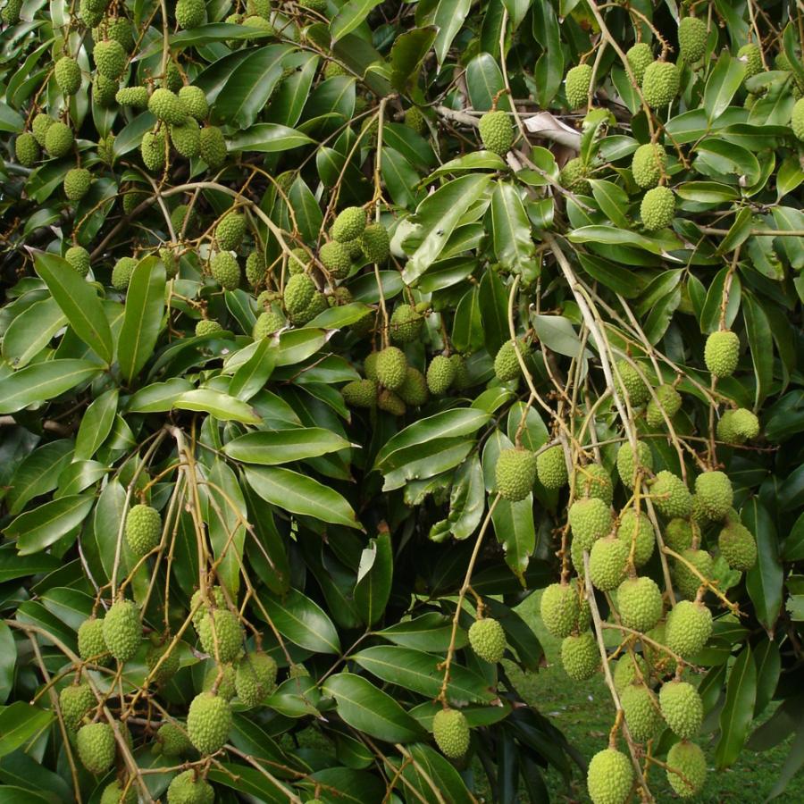 ITANSE ライチの苗木 玉荷包(ぎょくかほう) 果樹の苗木 取り木苗 13.5