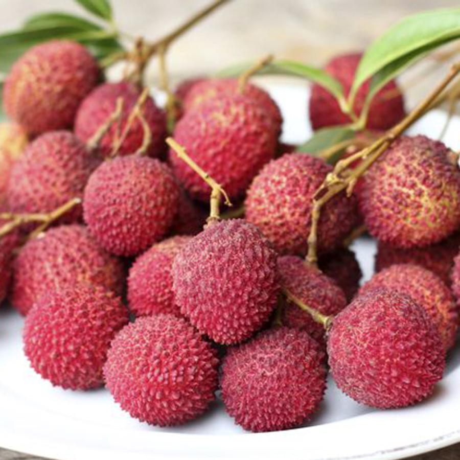 ITANSE ライチの苗木 玉荷包(ぎょくかほう) 果樹の苗木 取り木苗 13.5