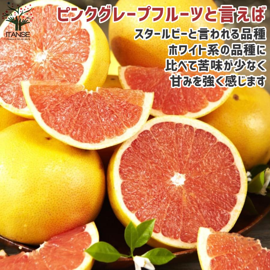 ITANSE グレープフルーツの苗 スタールビー 果樹の苗木 接木苗 15cm