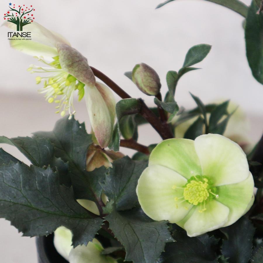 ITANSE クリスマスローズ モンテクリスト 花苗 5号ポット苗 1個売り