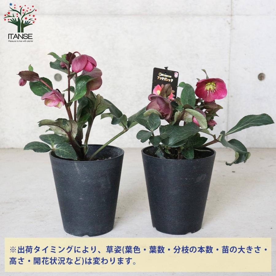 ITANSE クリスマスローズ アンナズレッド 花苗 5号ポット苗 1個売り