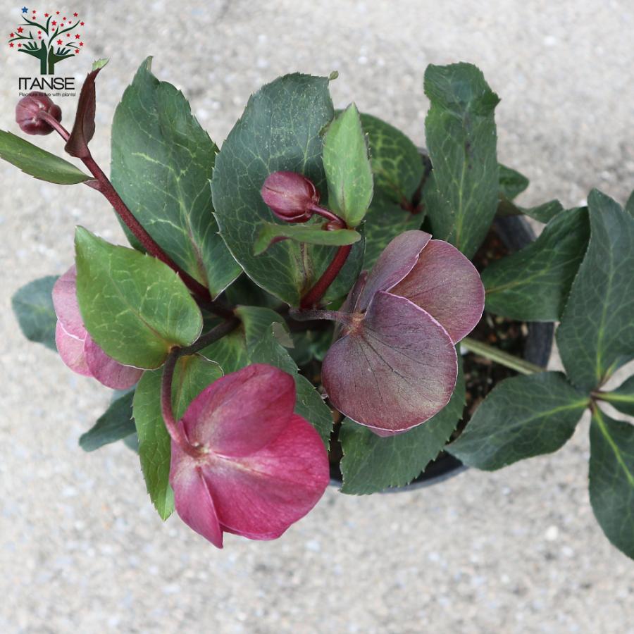 ITANSE クリスマスローズ アンナズレッド 花苗 5号ポット苗 1個売り