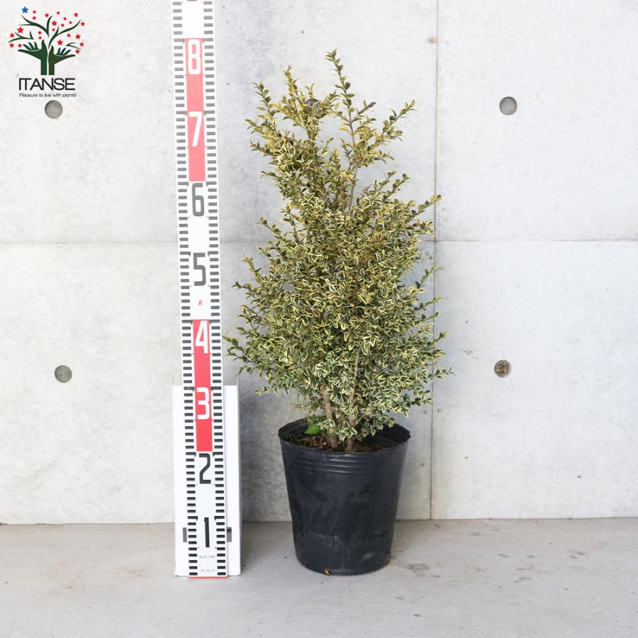 ITANSE 斑入西洋ツゲ ・エレガンテシマ 庭木 7号ポット大苗 1個売り
