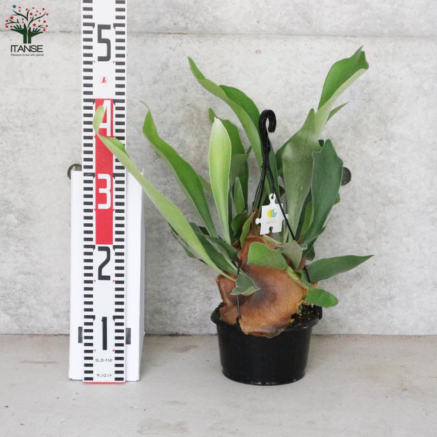 ITANSE ビカクシダ(コウモリラン) ：ビフルカツム・ネザーランド 観葉