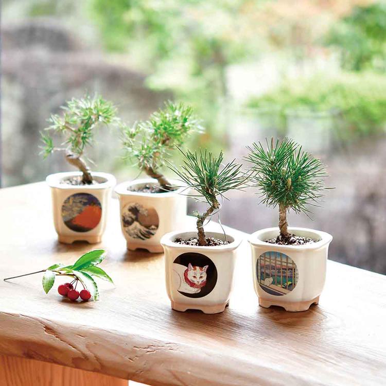 栽培キット 盆栽 松 聖新陶芸 和陶鉢 まつ 富士山 ねこ お土産