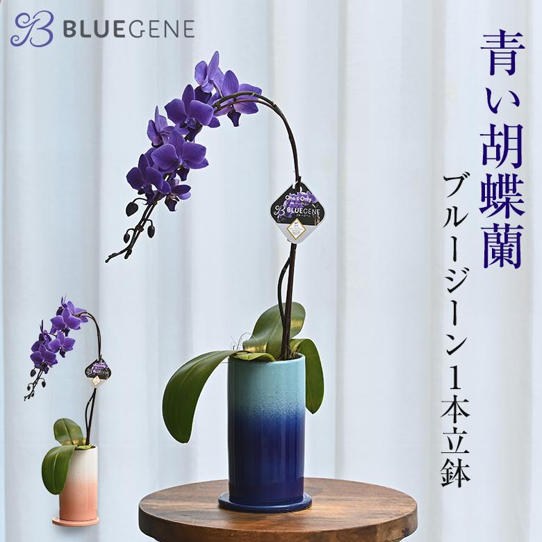 青色胡蝶蘭 ブルージーン 1本立鉢 Blue Gene 胡蝶蘭 コチョウラン