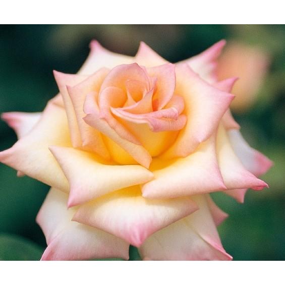 ダイアナ・プリンセス・オブ・ウェールズ（バラ苗：四季咲き大輪系