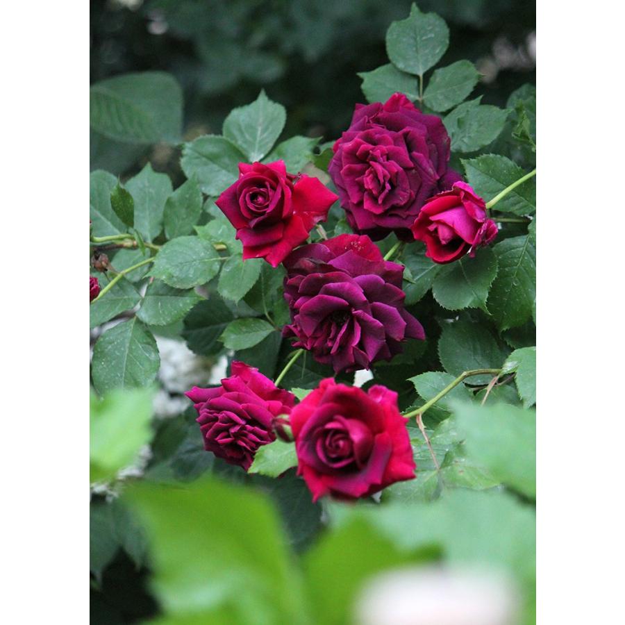 みかも（バラ苗：禅ローズ） 大苗 《契約品種》 : 大神ファームYahoo