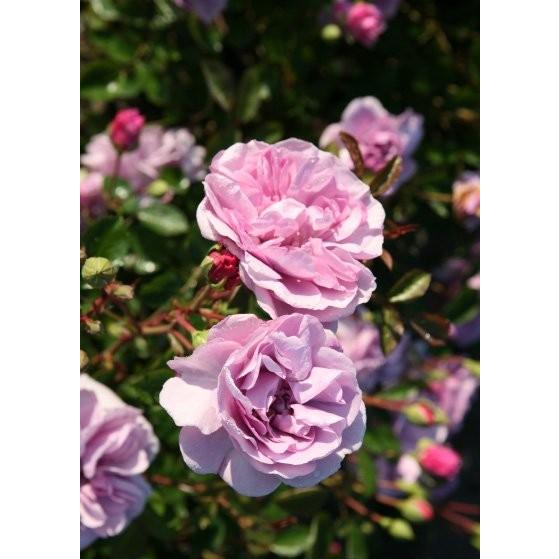 レイニーブルー(バラ苗:つるバラ) 大苗 《農林水産省 登録品種》PVP