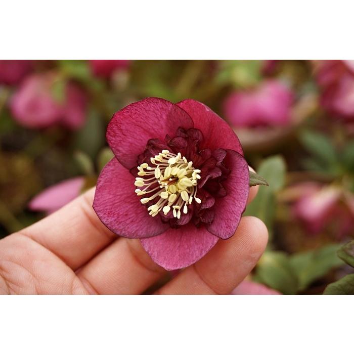 クリスマスローズ・オリエンタリス セミダブル・インディアンレッド