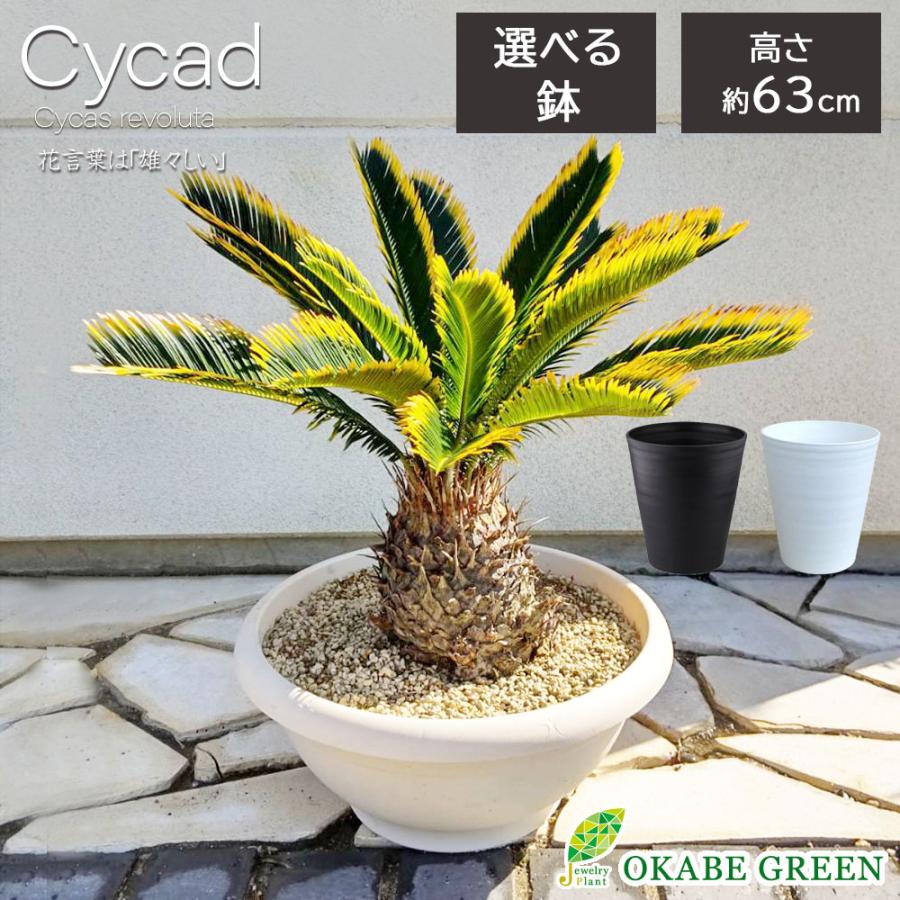 観葉植物 大型 種類 キンカンソテツ 10号 【現品】 金冠 金環 選べる