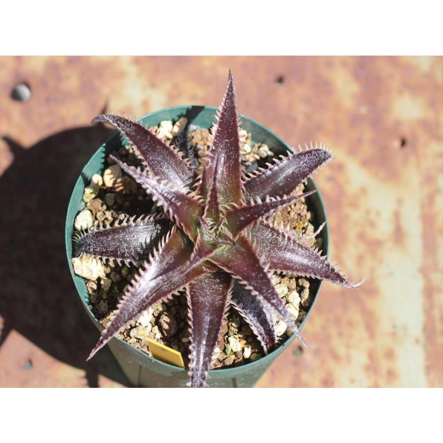 Dyckia 'Bill Baker'/ディッキア'ビル・ベイカー'4 : 大木ナーサリー