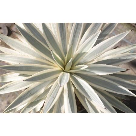 Agave angustifolia 'milky white' : 大木ナーサリー - 通販 - Yahoo