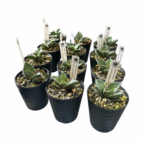 希少！ 多肉植物 アガベ チタノタ 南アフリカ ダイヤモンド(SAD) 3号