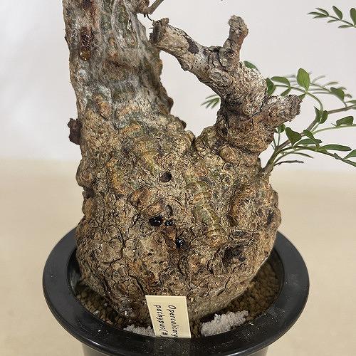塊根植物 オペルクリカリア パキプス 4.5号ロング黒鉢(現品