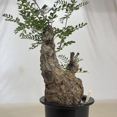 塊根植物 オペルクリカリア パキプス 4.5号ロング黒鉢(現品