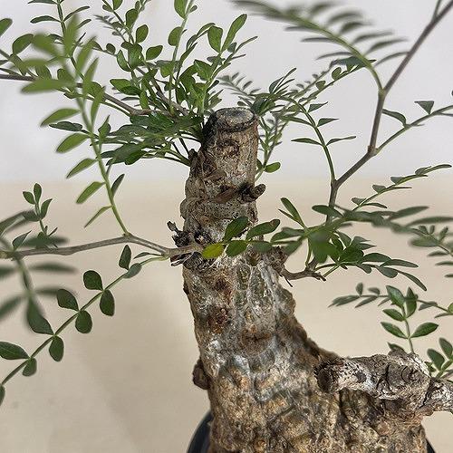 塊根植物 オペルクリカリア パキプス 4.5号ロング黒鉢(現品