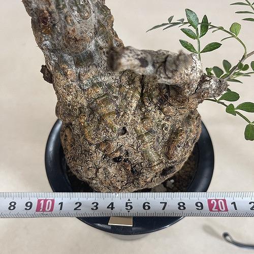 塊根植物 オペルクリカリア パキプス 4.5号ロング黒鉢(現品