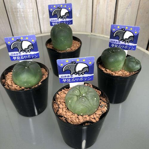 ロフォフォラ(ロホホラ) 烏羽玉 2.5号サボテン 多肉植物 インテリア