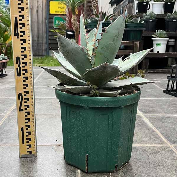 アガベ チタノタ ホワイトアイス 新築祝い ドライガーデン ロック