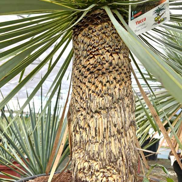 ロストラータ ユッカ・ロストラータ ブルースワン 観葉植物 お祝 新築