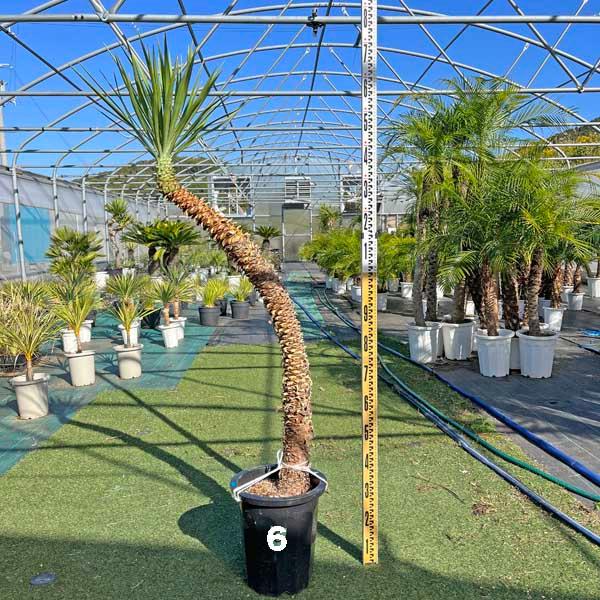 アロイフォリア ユッカ・アロイフォリア 観葉植物 お祝 新築祝い 開店