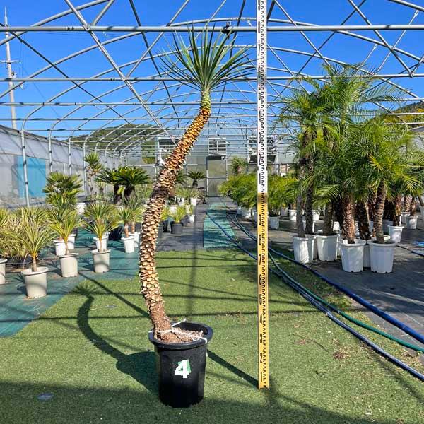 アロイフォリア ユッカ・アロイフォリア 観葉植物 お祝 新築祝い 開店