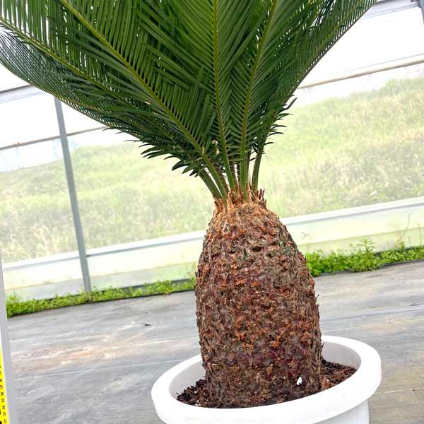 蘇鉄 ソテツ10号 観葉植物 お祝 新築祝い 開店祝い シンボルツリー