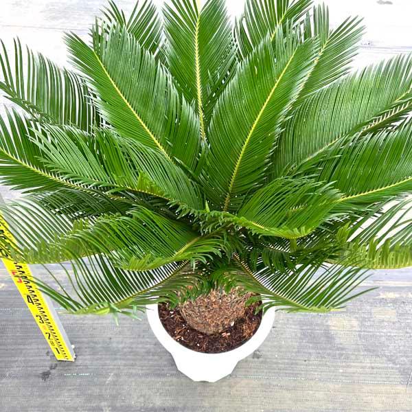 蘇鉄 ソテツ10号 観葉植物 お祝 新築祝い 開店祝い シンボルツリー