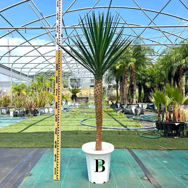 アロイフォリア ユッカ・アロイフォリア 観葉植物 お祝 新築祝い 開店