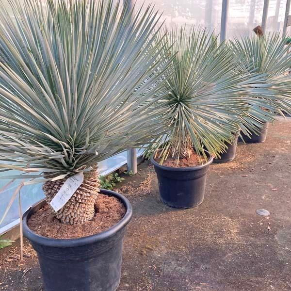 ロストラータ ユッカ・ロストラータ ブルースワン 観葉植物 お祝 新築