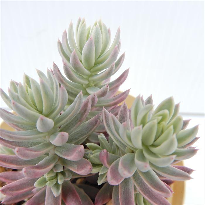 多肉植物 セダム カメレオン錦 6cmポット 観葉植物 インテリア ejr