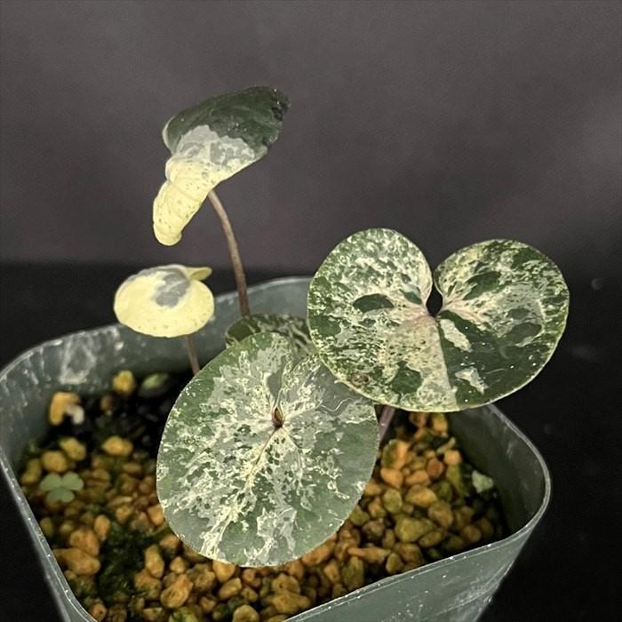 斑入りカンアオイ 紅孔雀 3号鉢 寒葵 古典植物 山野草 kih : レイ