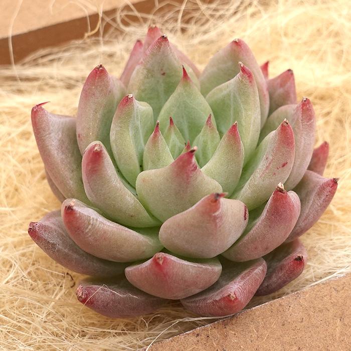 多肉植物 エケベリア スノーマウンテンジェニー 韓国苗 抜き苗 カット