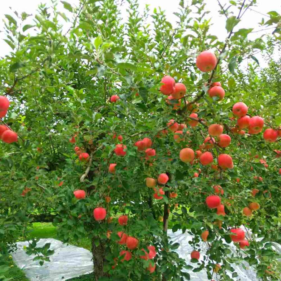 りんごジュース 無添加 パウチ 20個 セット ストレート 果汁100％ 秋田