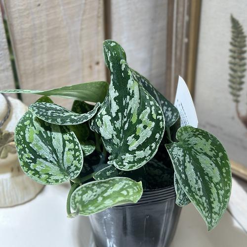 観葉植物 スキンダプサス ピクタス トリカラー 3号ロングポット(個体