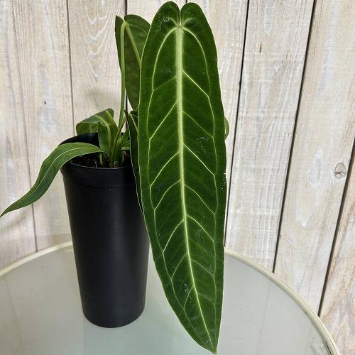 葉傷みあり】アンスリウム ワロクアナム(ワロックエアヌム) 4号硬質超