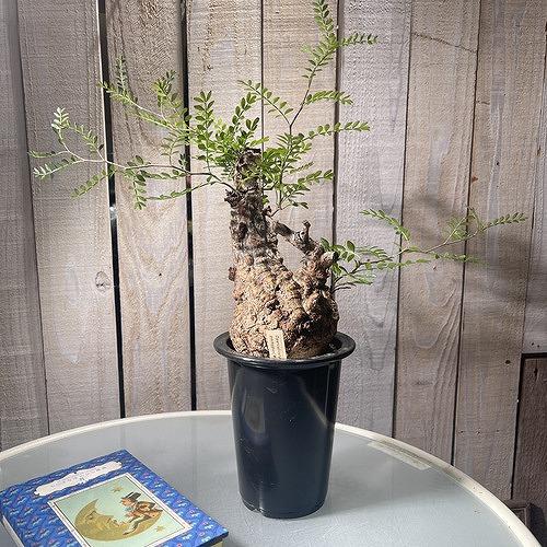 塊根植物 オペルクリカリア パキプス 4.5号ロング黒鉢(現品