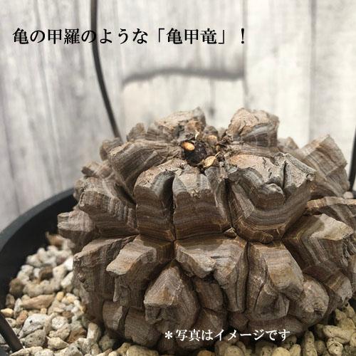 塊根植物 亀甲竜 4号 個体G コーデックス 亀甲竜 カッコイイ 亀 甲羅