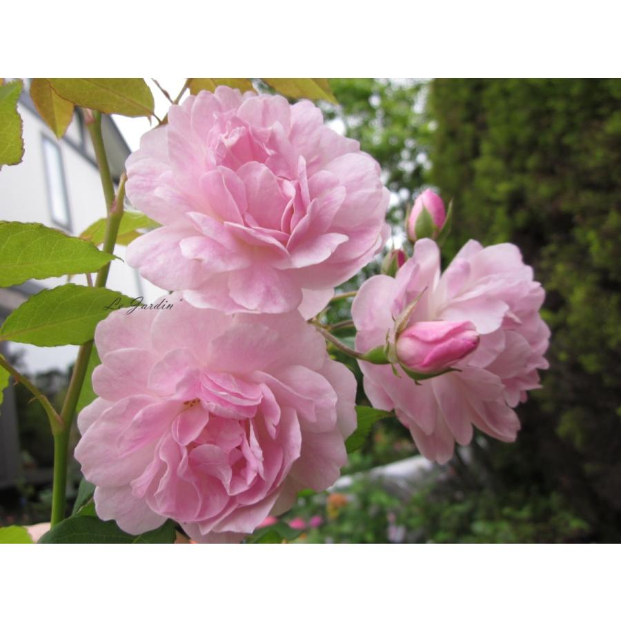 ブラッシュ・ノアゼット（新苗）】強香・淡ピンクのオールドローズ