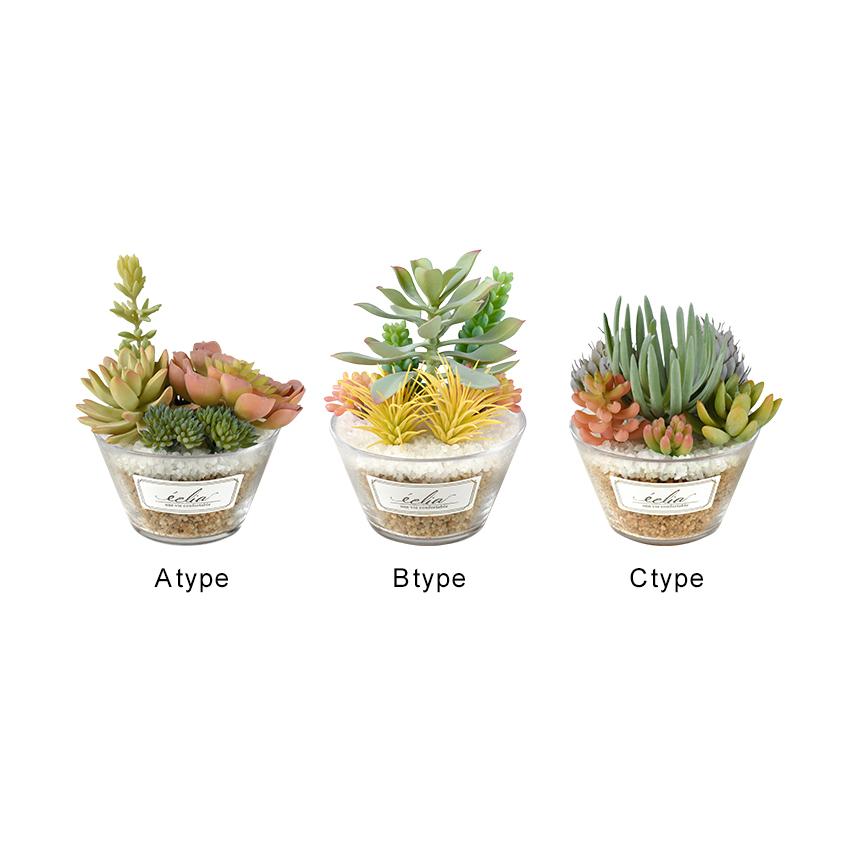 キシマ（KISHIMA） CT触媒 多肉植物 ガラス丸鉢 Lサイズ 寄せ植え