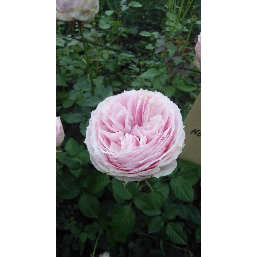 バラ苗 ラクラス 超長期開花 矮性 4号接ぎ木（植え替えず11〜4月