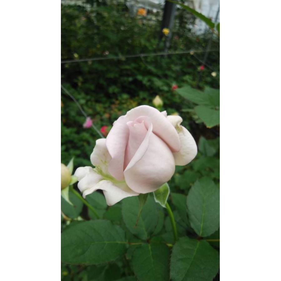 バラ苗 シャリテトワ（kn30-16）4号 今井清作出 切り花品種接ぎ木