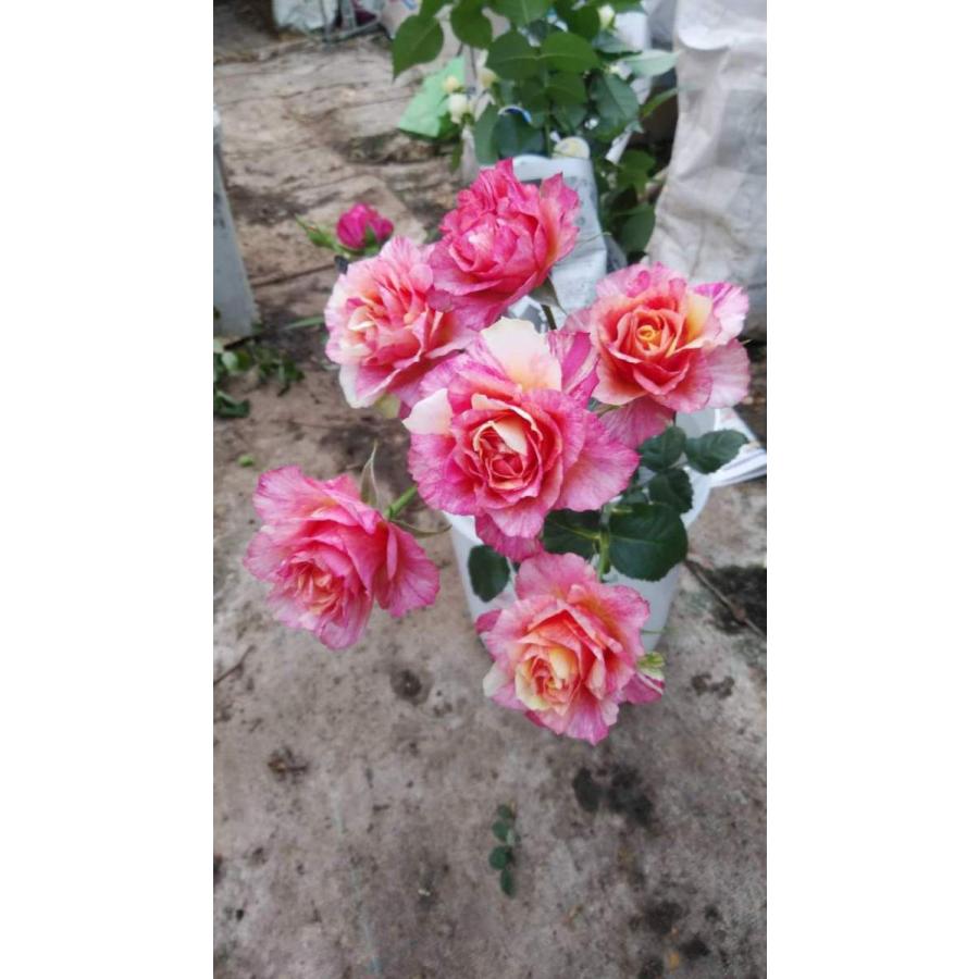 バラ苗 絞りが出なくても返品交換不可 SPアマンゼブラ4号 今井清作出