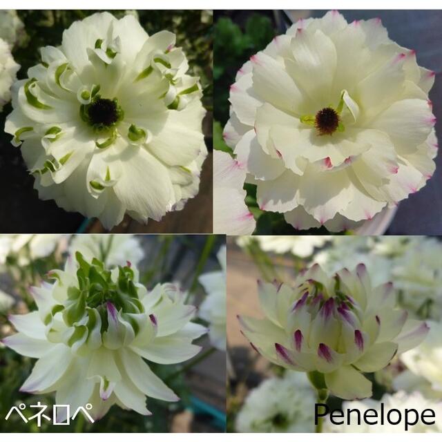 ラナンキュラス ラックス ペネロペ3．5号ロングポット1株（苗 幾つ