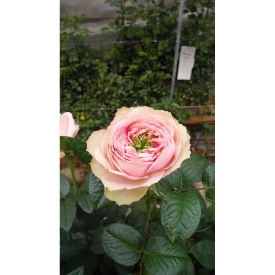 バラ苗 グリーンアイ系 テアトロ4号 今井清作出 切り花品種接ぎ木