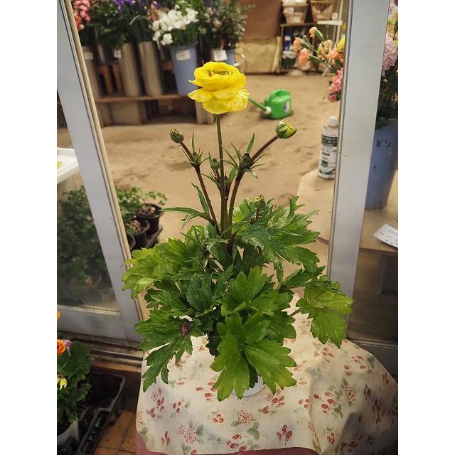 ラナンキュラス ラックス アルテミスII 3．5号ロングポット1株（苗