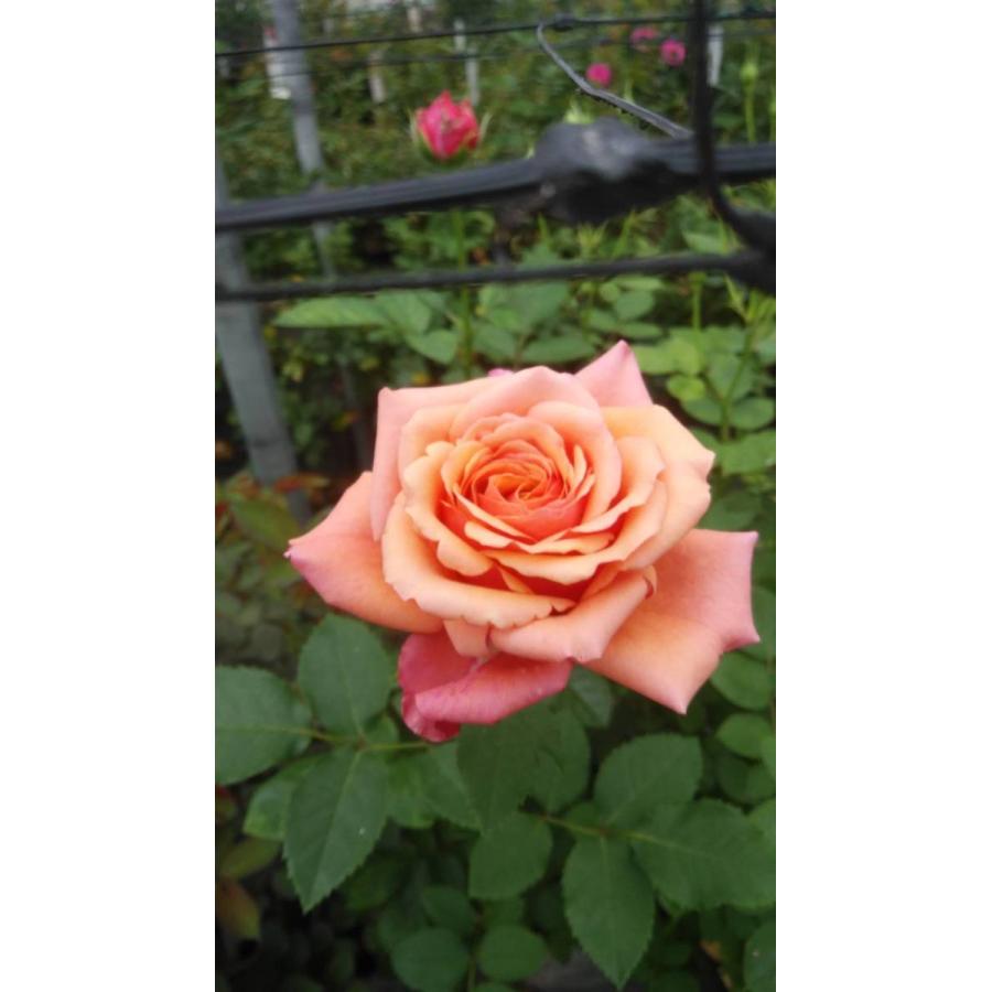 バラ苗 房咲性 ニーナ4号 今井清作出 切り花品種接ぎ木（植え替えず